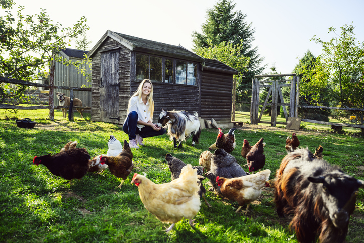 Raising animals on your homestead