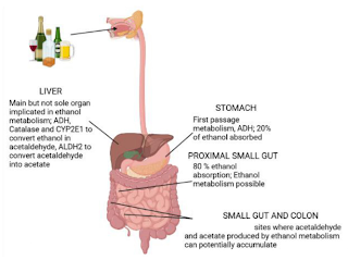A diagram of the digestive system

Description automatically generated