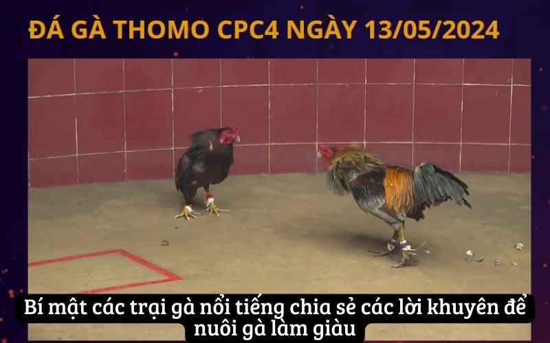 Bí mật các trại gà nổi tiếng chia sẻ các lời khuyên để nuôi gà làm giàu