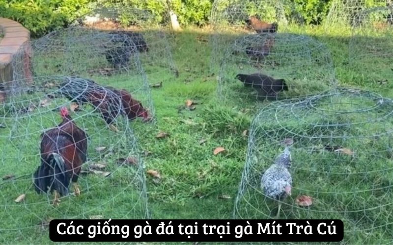 Các giống gà đá tại trại gà Mít Trà Cú