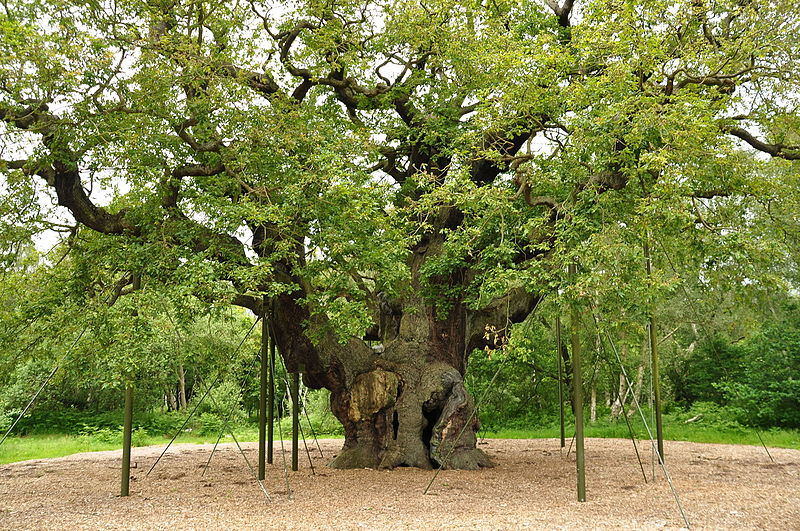 The Best Car-Free Adventures in the UK | The Major Oak, Sherwood Forest | Pauls Cycles