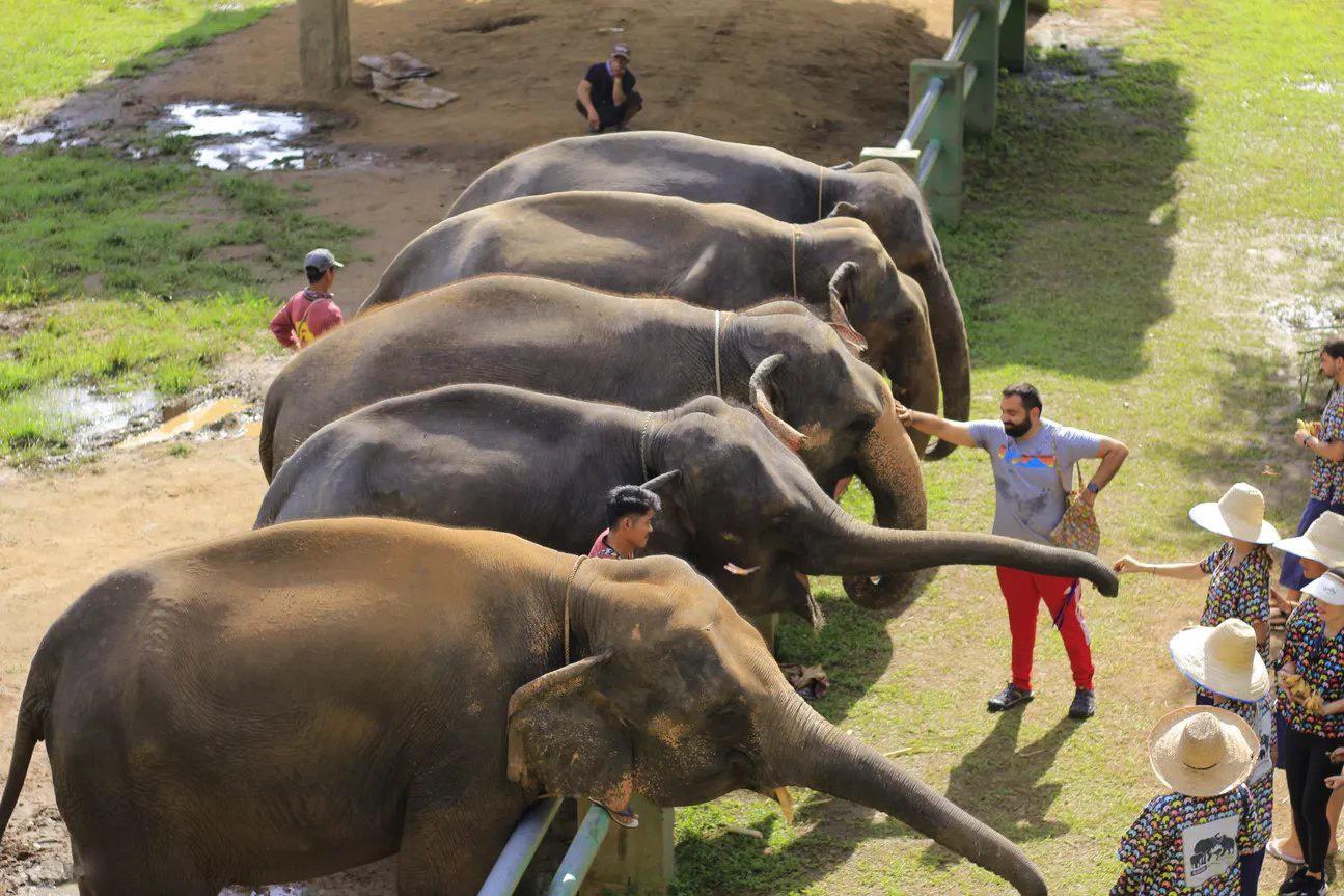 Tour trải nghiệm tại công viên voi sẽ giúp bạn hiểu hơn về loài động vật to lớn này