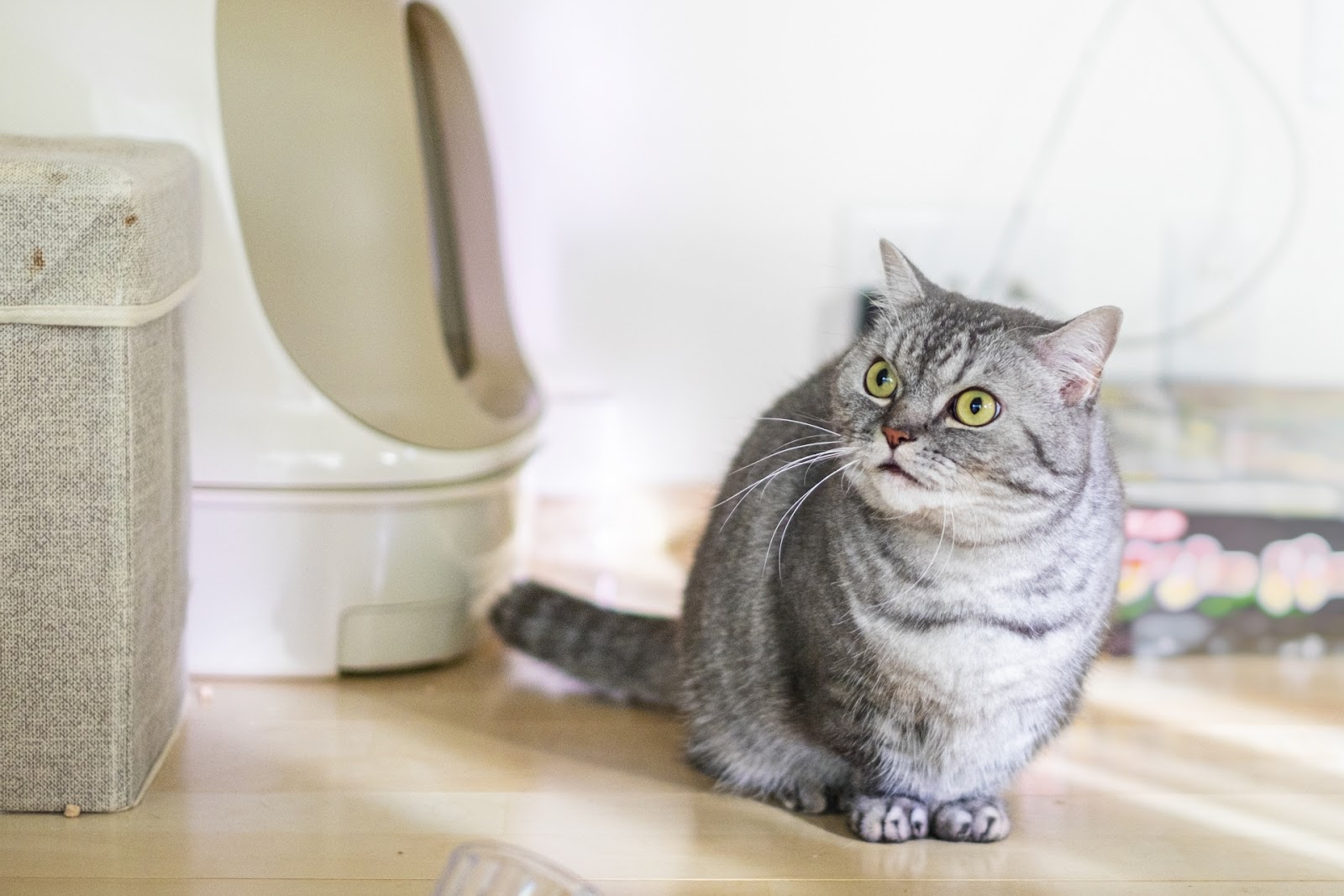 トイレの前に座る猫