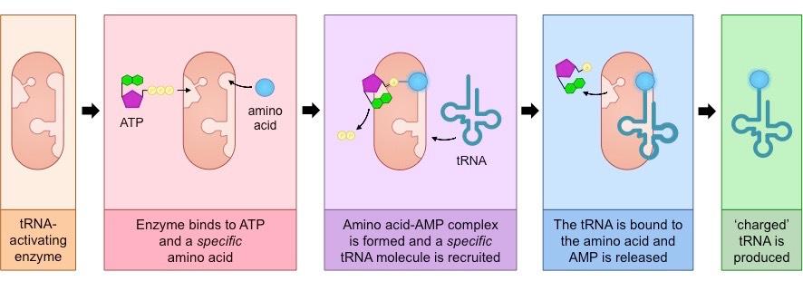 tRNA activation