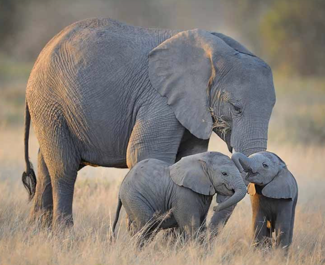 Самка африканского слона с детенышами.