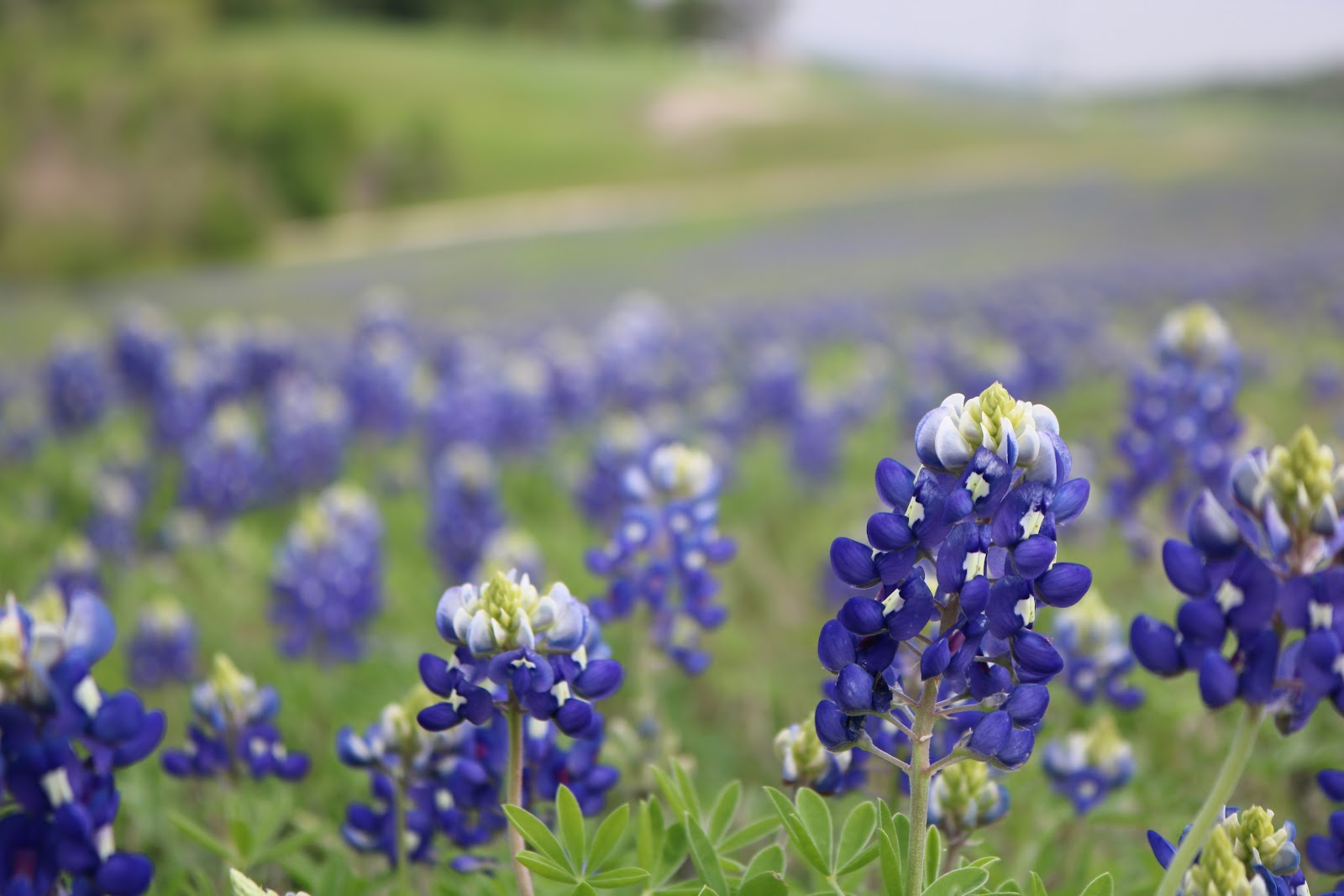 Wildflowers in Fredericksburg, TX