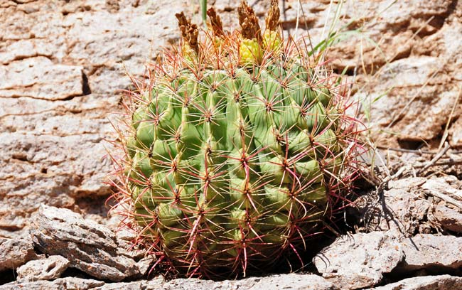 Barrel Cactus (Ferocactus)
