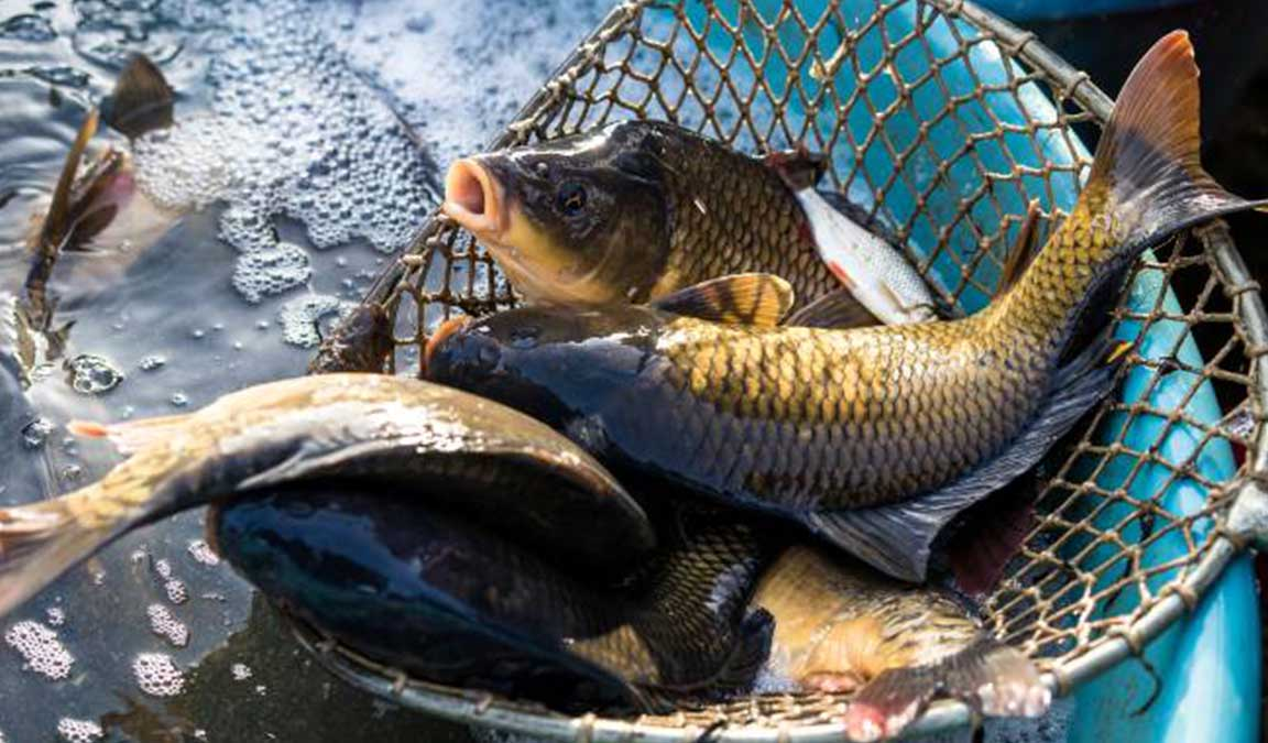 Cara Bikin Essen Ikan Mas