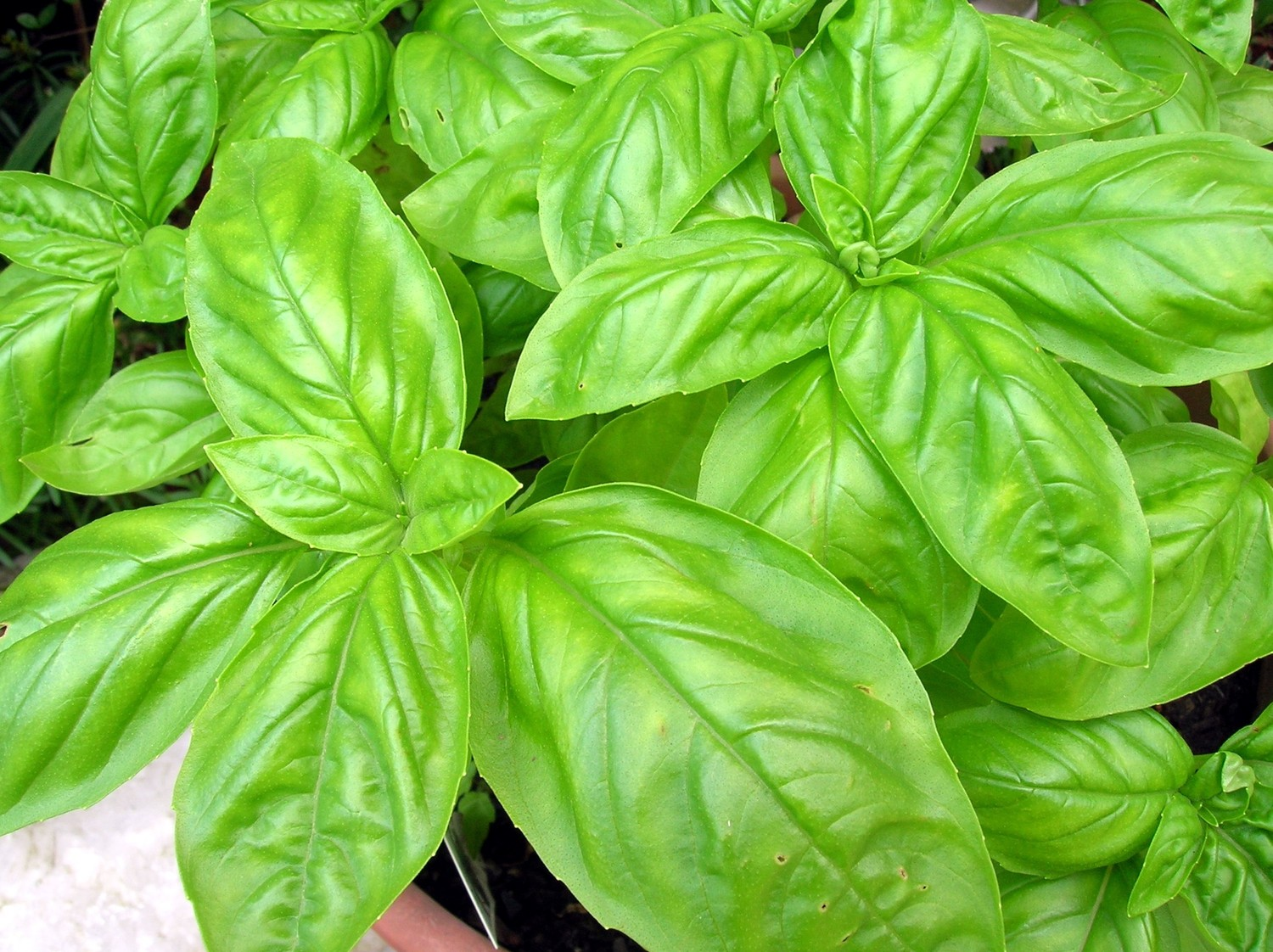 How do you make basil leaves bigger