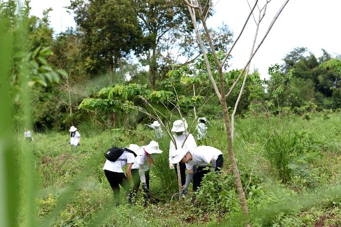 A group of people in white shirts and hats working in a forest

Description automatically generated