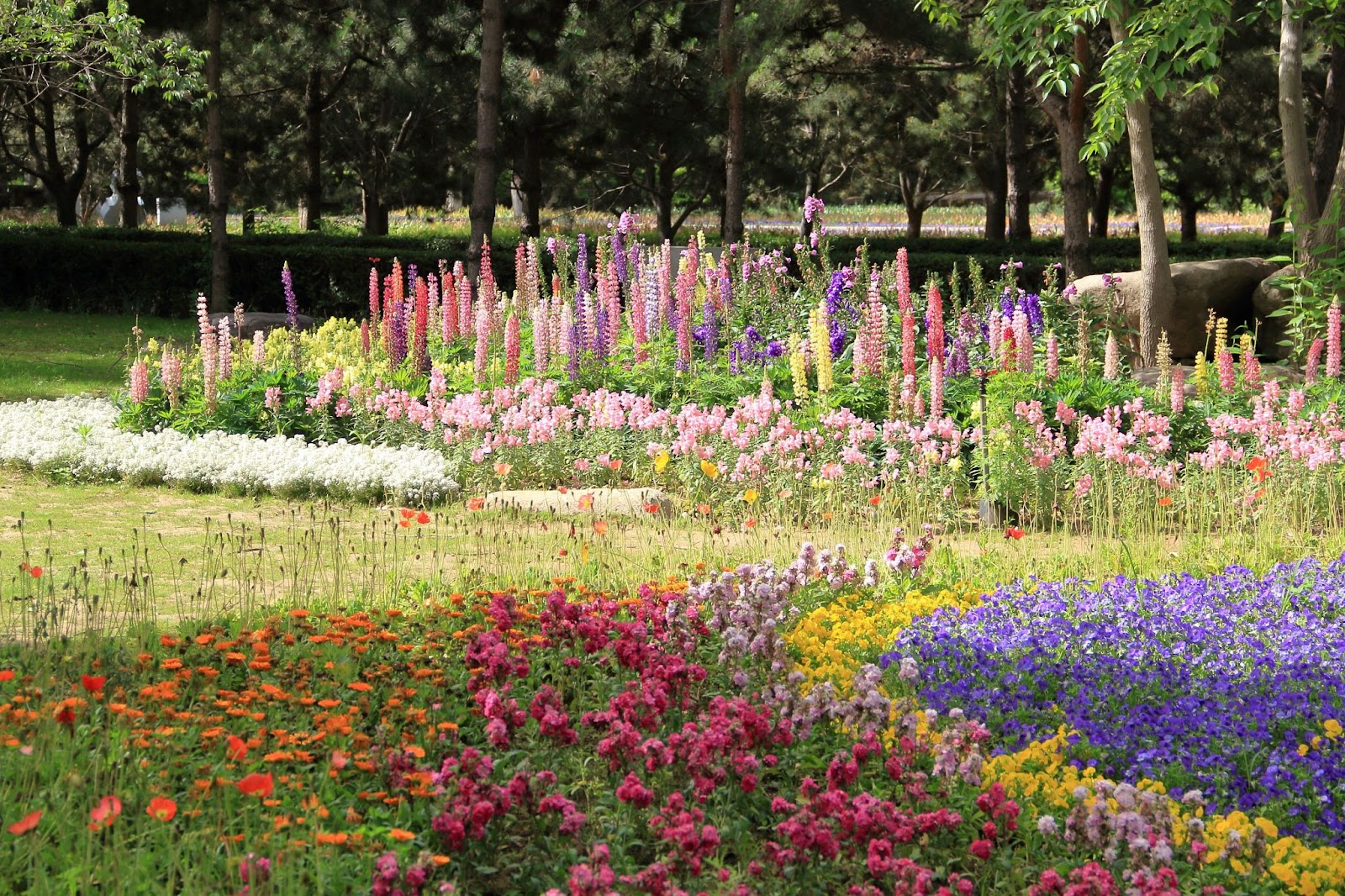 A flower garden that can be seen at the Northwest Flower and Garden Festival.