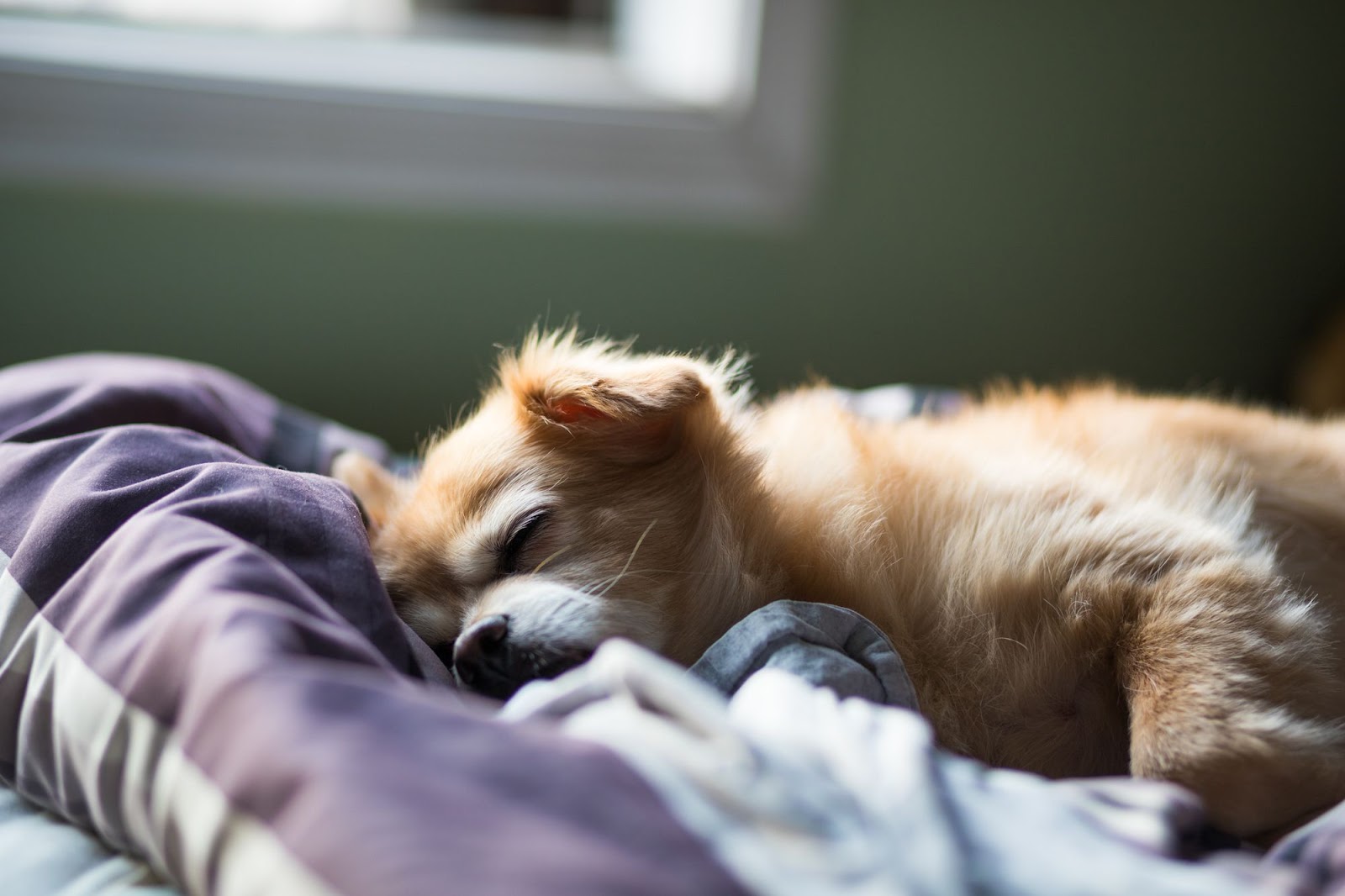 Почему собаки спят на кровати. Спящие собачки. Спящий щенок.