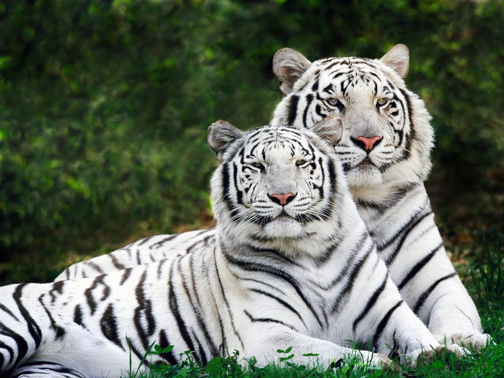 white tigers
