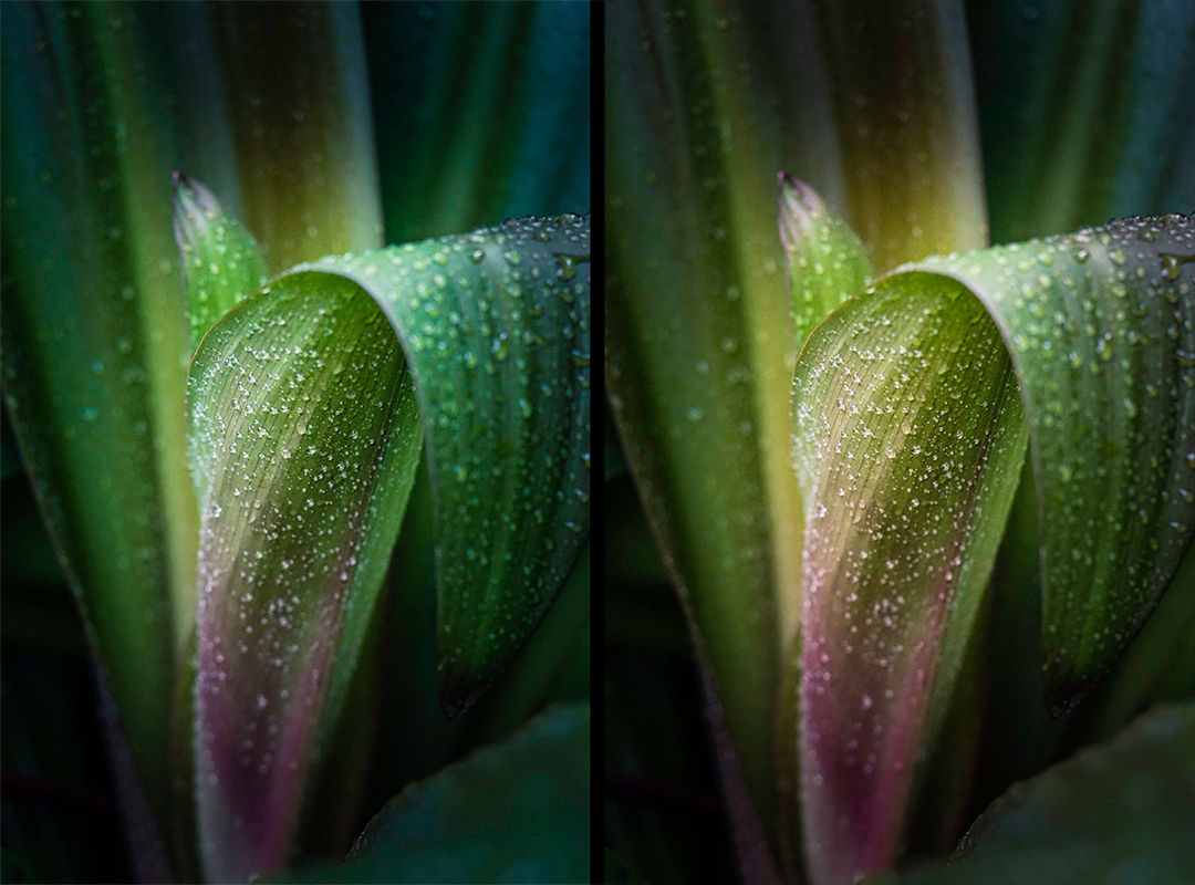 white balance photo editing before and after example