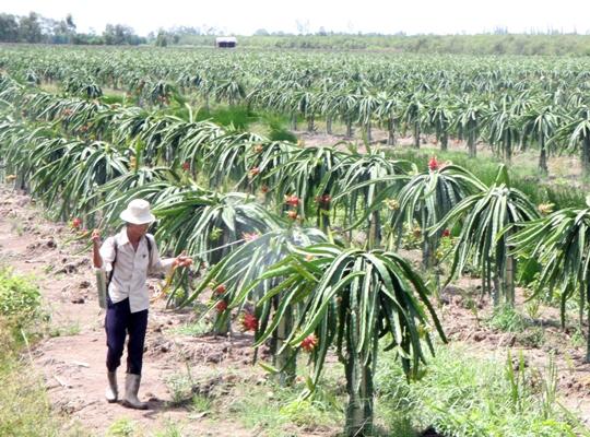 Liên kết để khai thác tiềm năng đồng bằng sông Cửu Long | baotintuc.vn