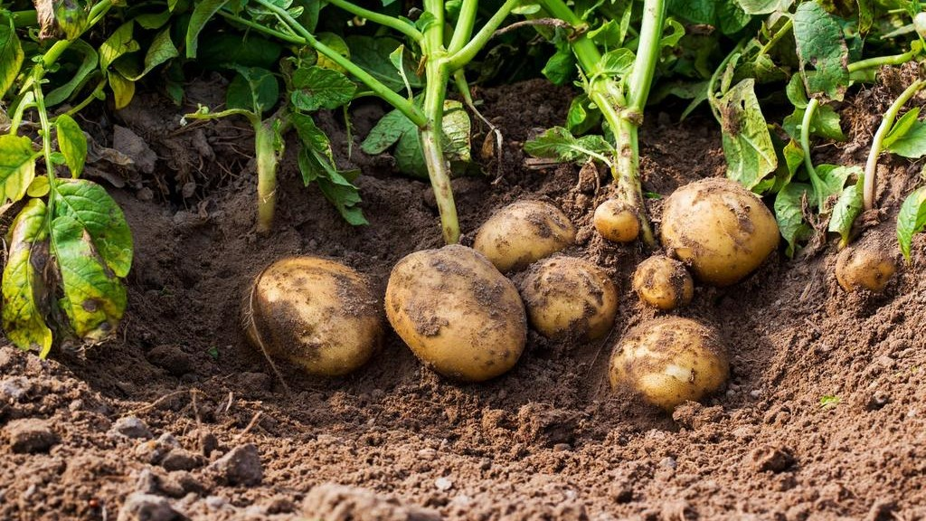 Benefits of Winter Potato Gardening
