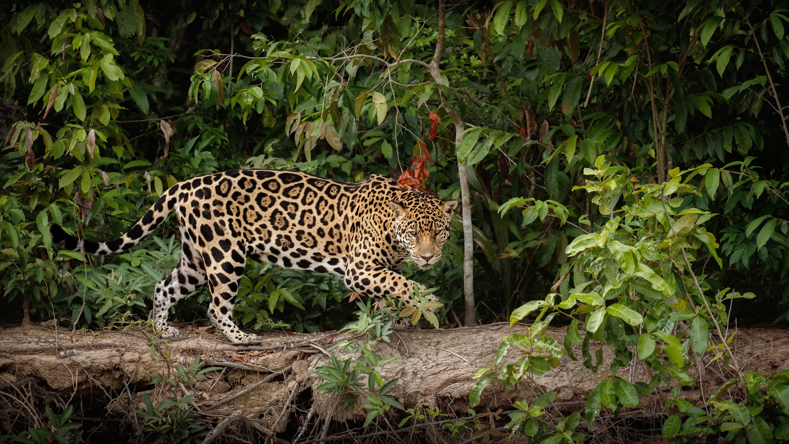 Fauna