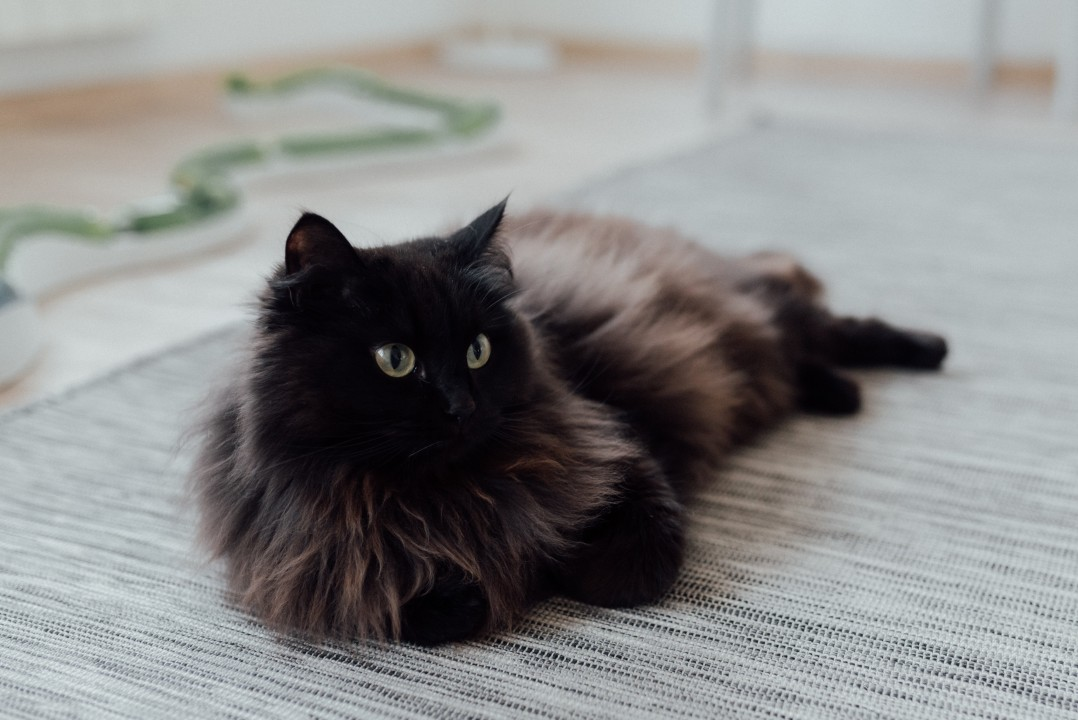 Black Maine Coon Cats