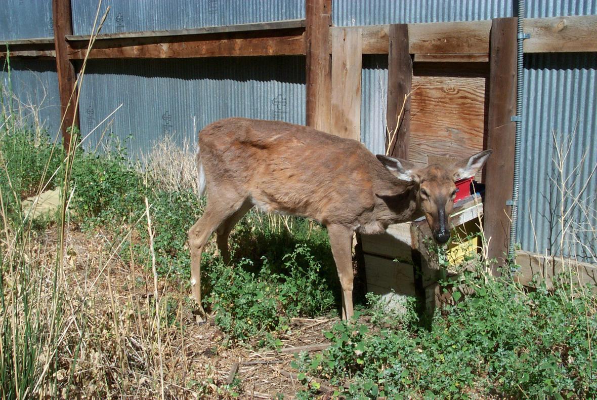 A very thin deer stands near a fence with her head bowed and her eyes mostly closed.
