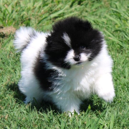 pomeranian puppy breed