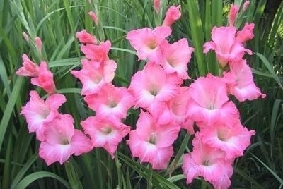 Gladiolus