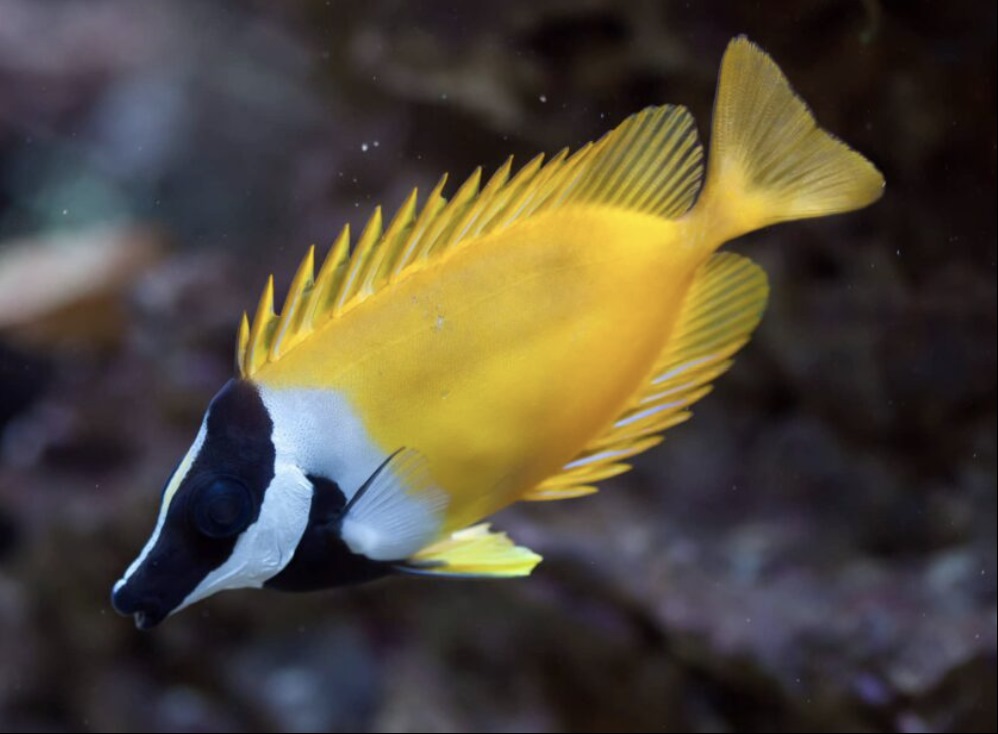 Types of Saltwater Fish - Reef fish - Rabbitfish