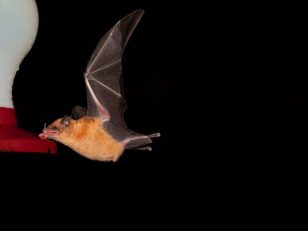 Orange Nectar Bat | An Orange Nectar Bat (Lonchophylla robus… | Flickr