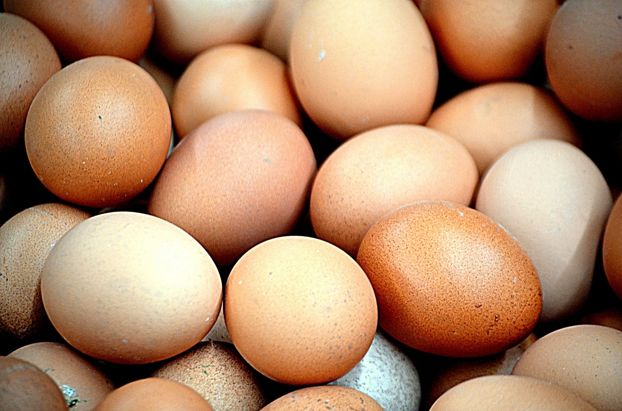 reliable egg supplier
