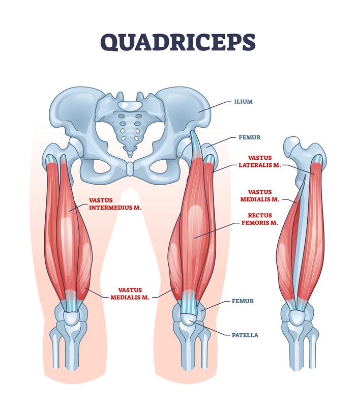 A diagram of the muscles of the lower limbDescription automatically generated