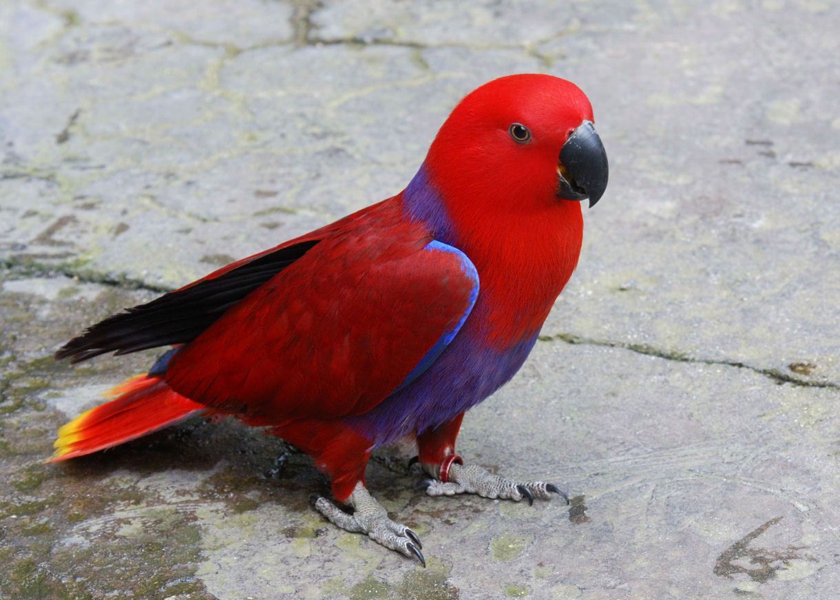 Eclectus Red Sided