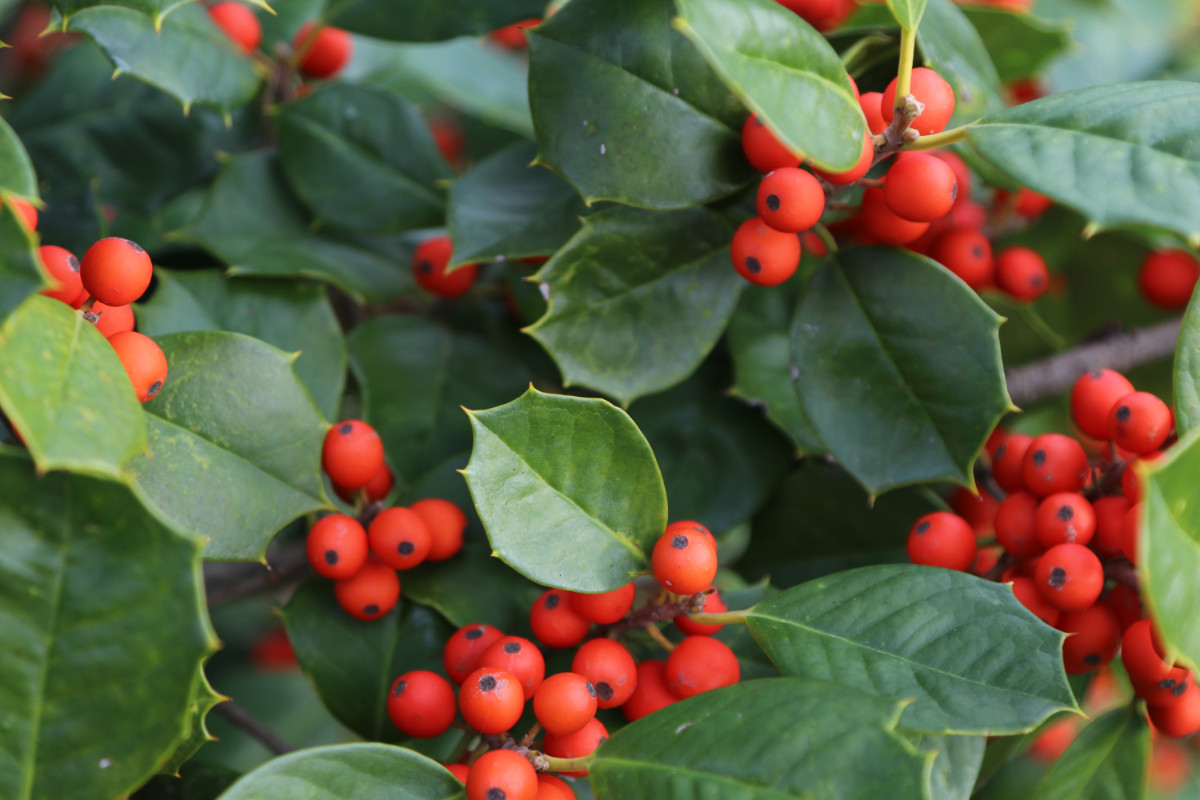 American Holly (Ilex opaca)