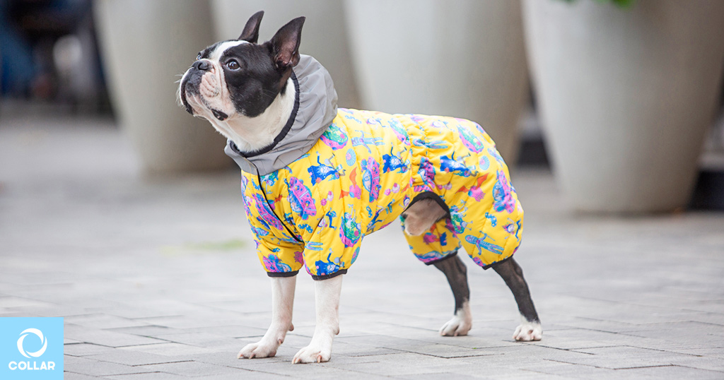 Курточка WAUDOG Clothes для собак с принтом Рик и Морти.