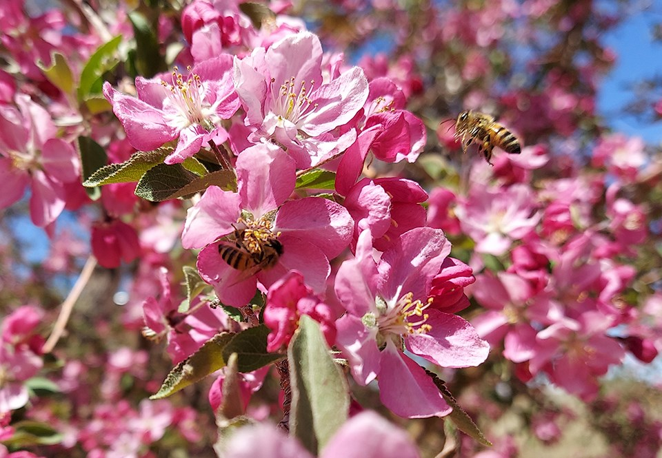 Flowering Crabapples (Malus spp.)