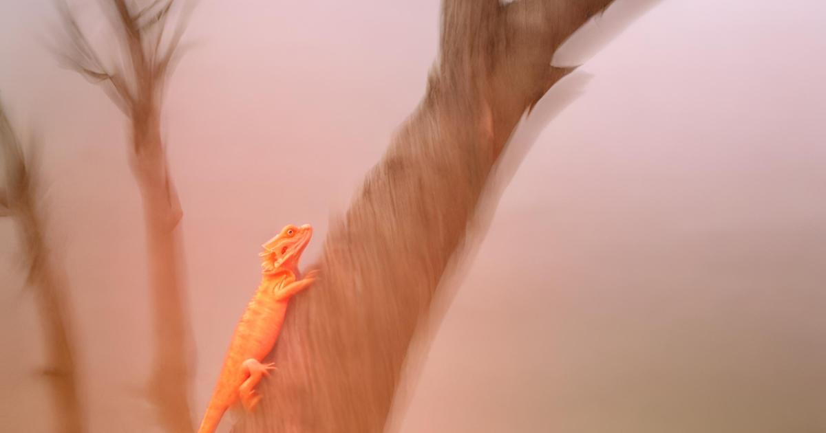 A bearded dragon is climbing up a tree