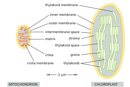 comparison between mitochondria and chloroplast