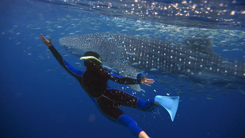 A diver swimming with Whale Sharks in Oslob Cebu.