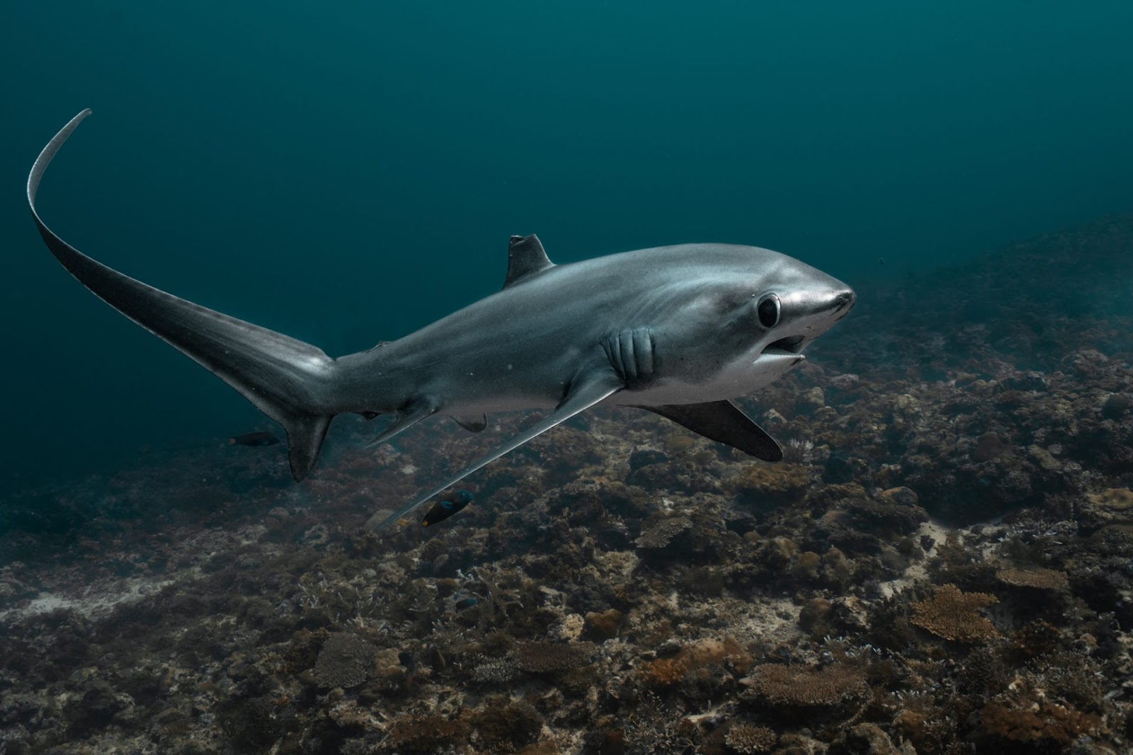 A photo of a Thresher shark in Malapascua, Philippines.