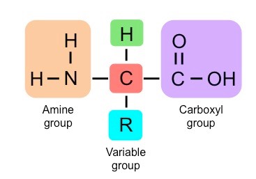 amino acid