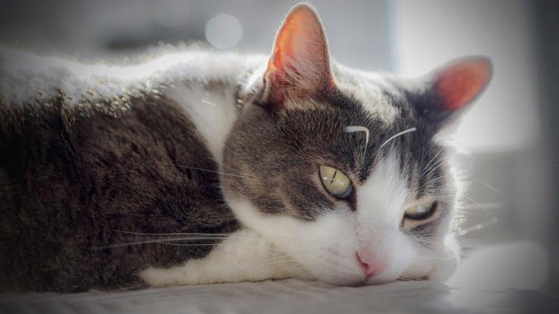 gato de mirada triste tumbado en la cama