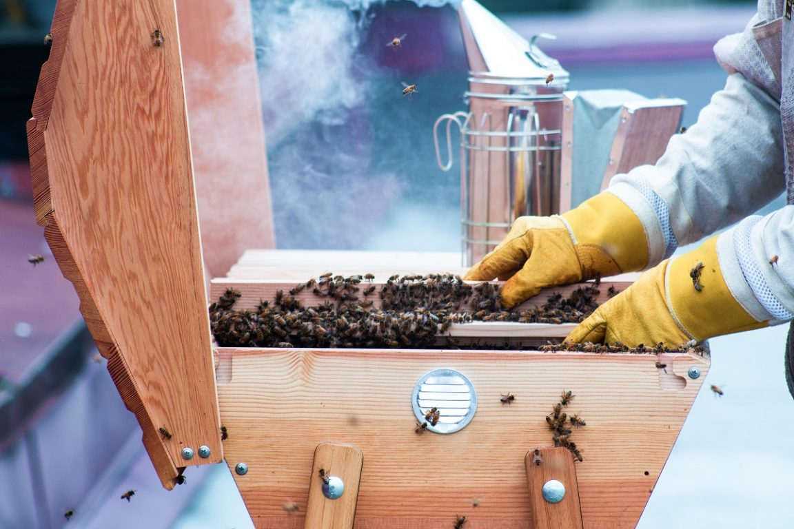 Cara Mengusir Lebah Madu dengan Asap