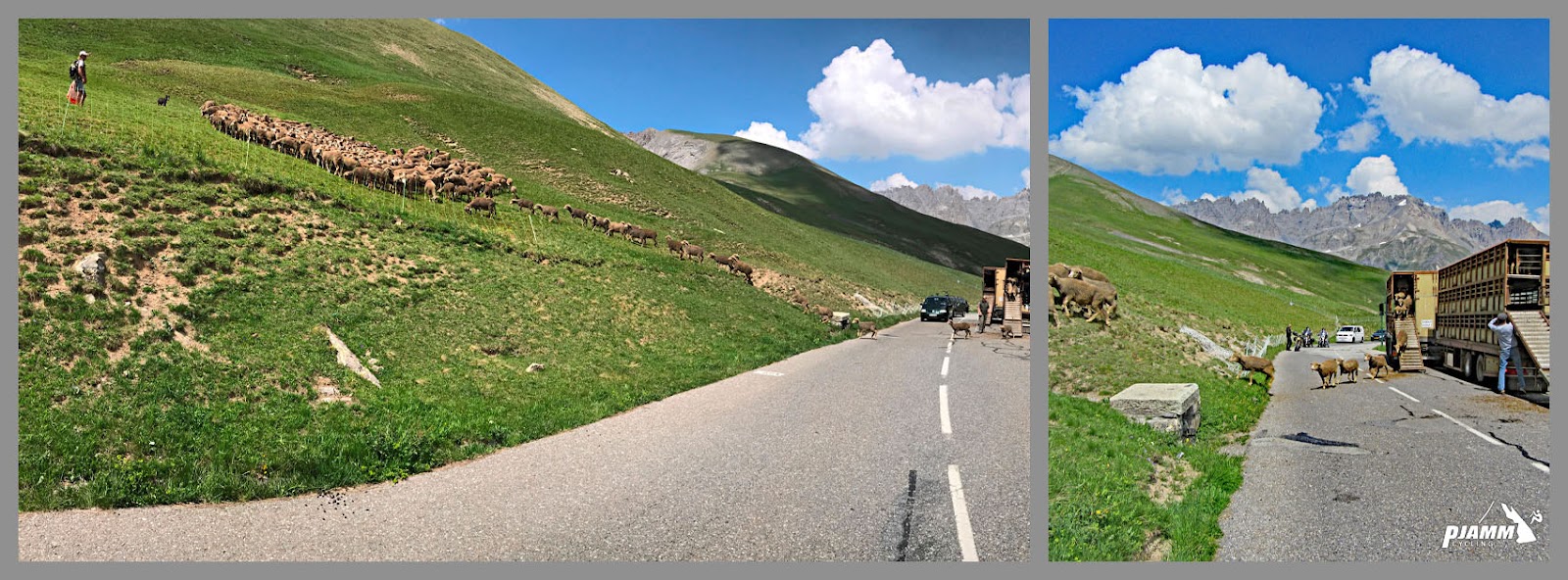 Cycling Col du Galibier from Valloire: livestock crossing roadway and heading up grassy hillside