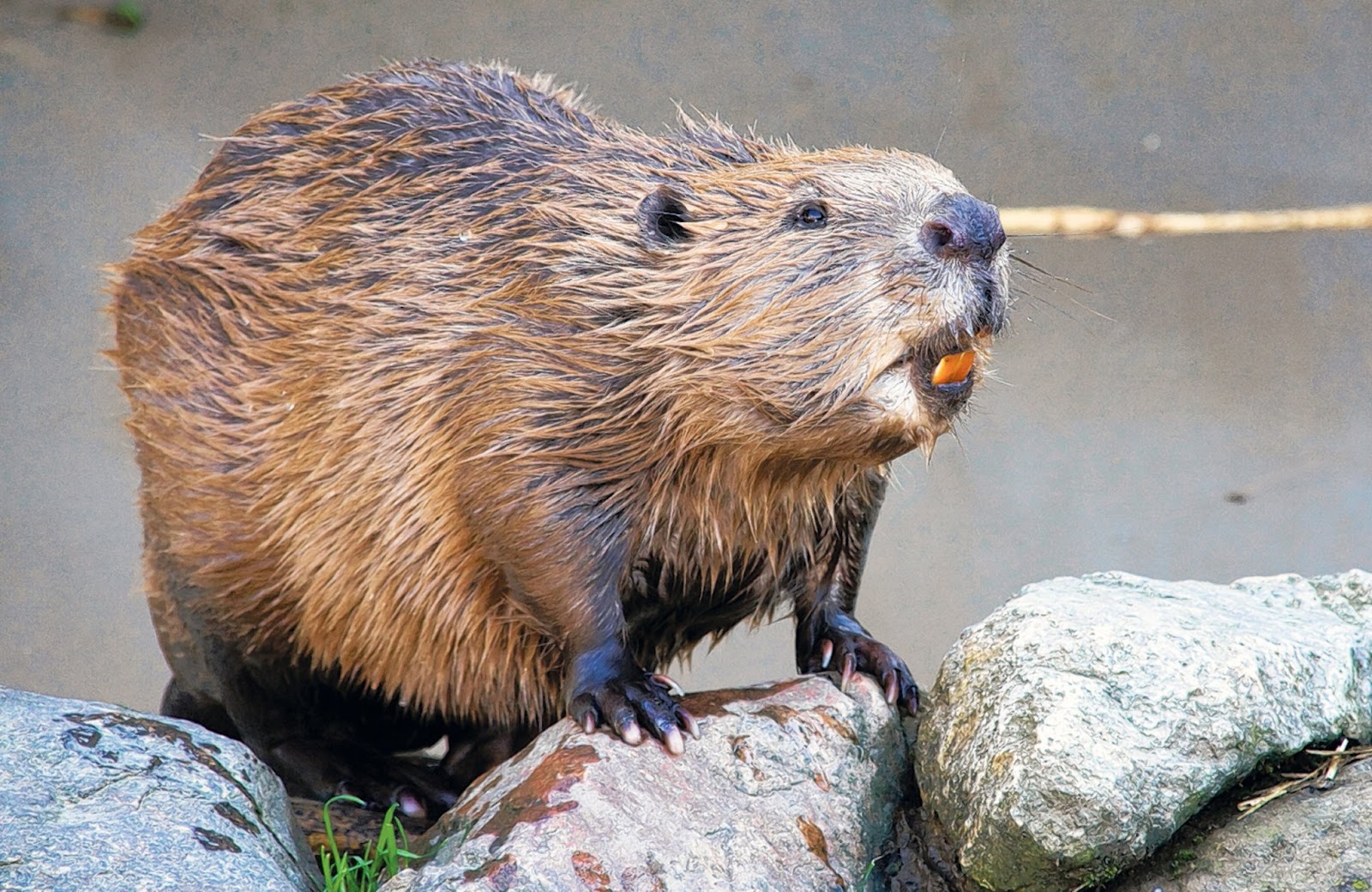 Sheared Beaver Coat