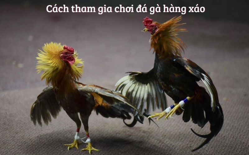 Cách tham gia chơi đá gà hàng xáo