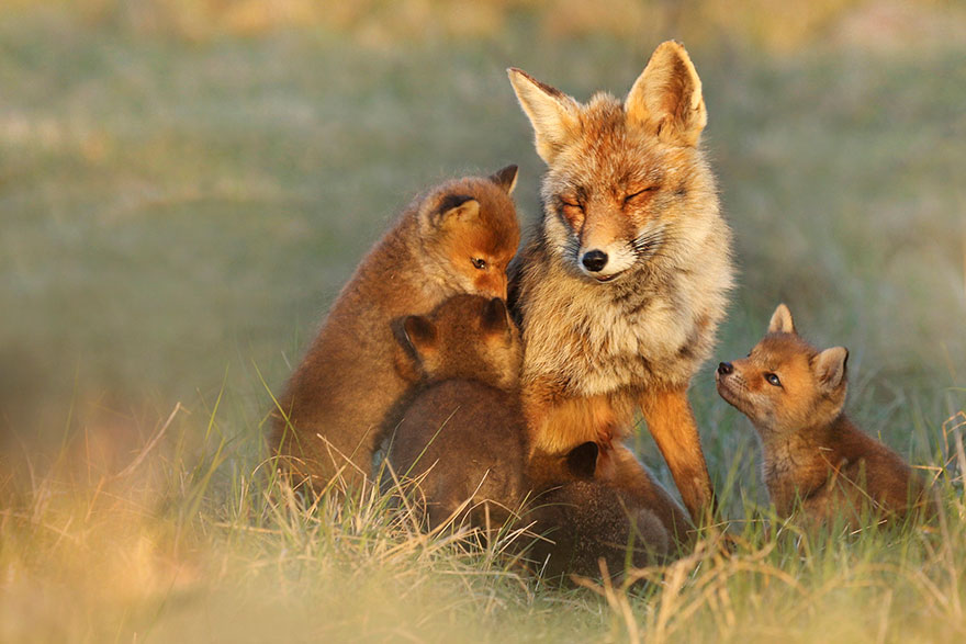 Foxes Hugging