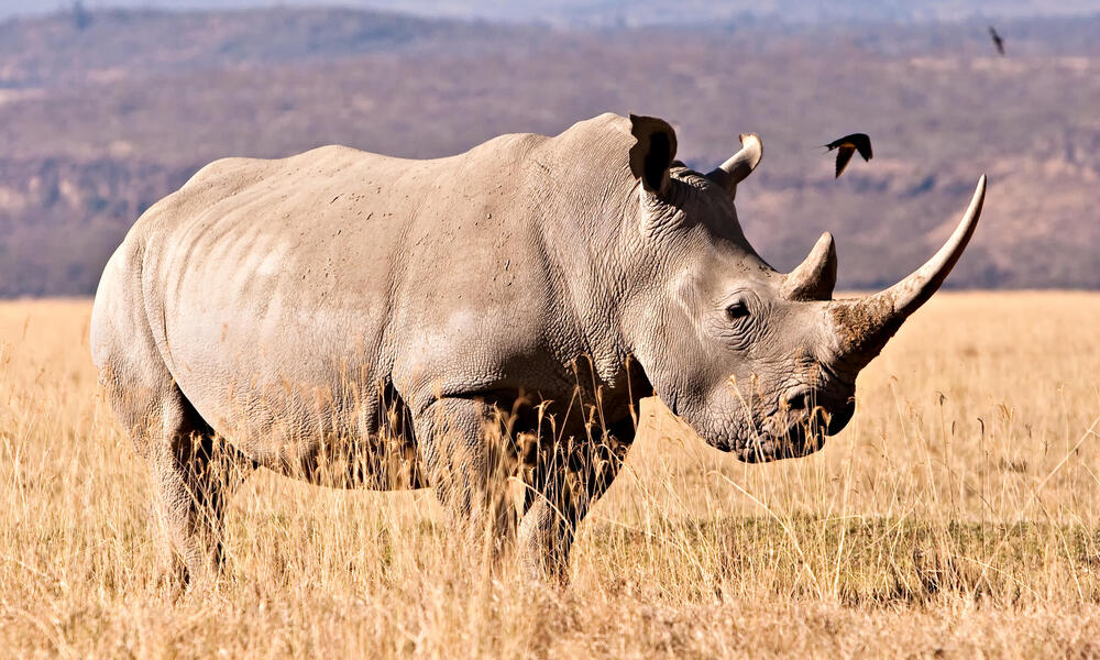 how much does a White Rhinoceros weigh