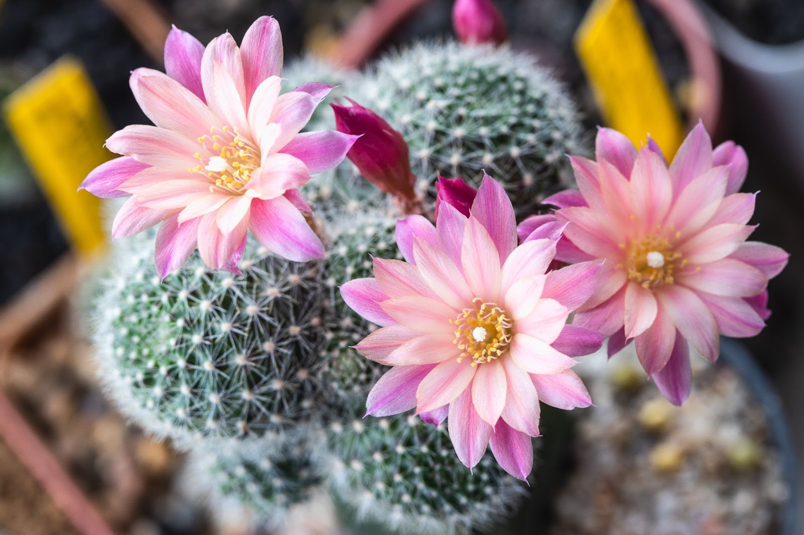 Come Stimolare la Fioritura dei Cactus in Vaso