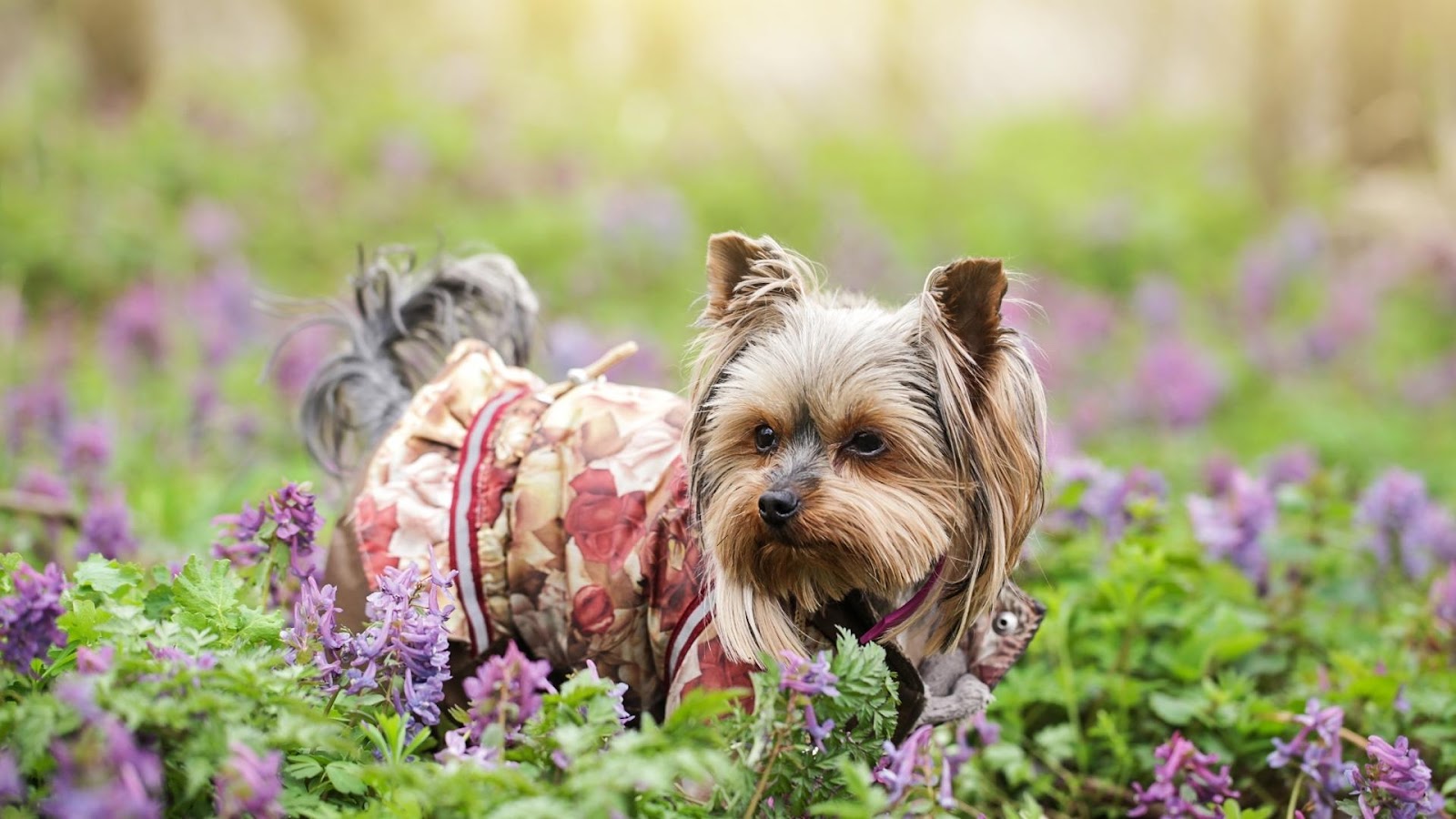 Dog Coats for Winter