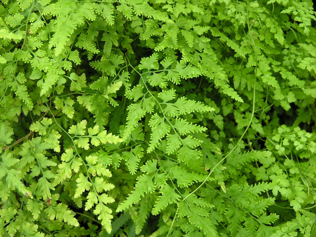 Japanese Climbing Fern (Lygodium japonicum)