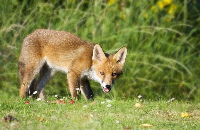 Can Foxes Purr