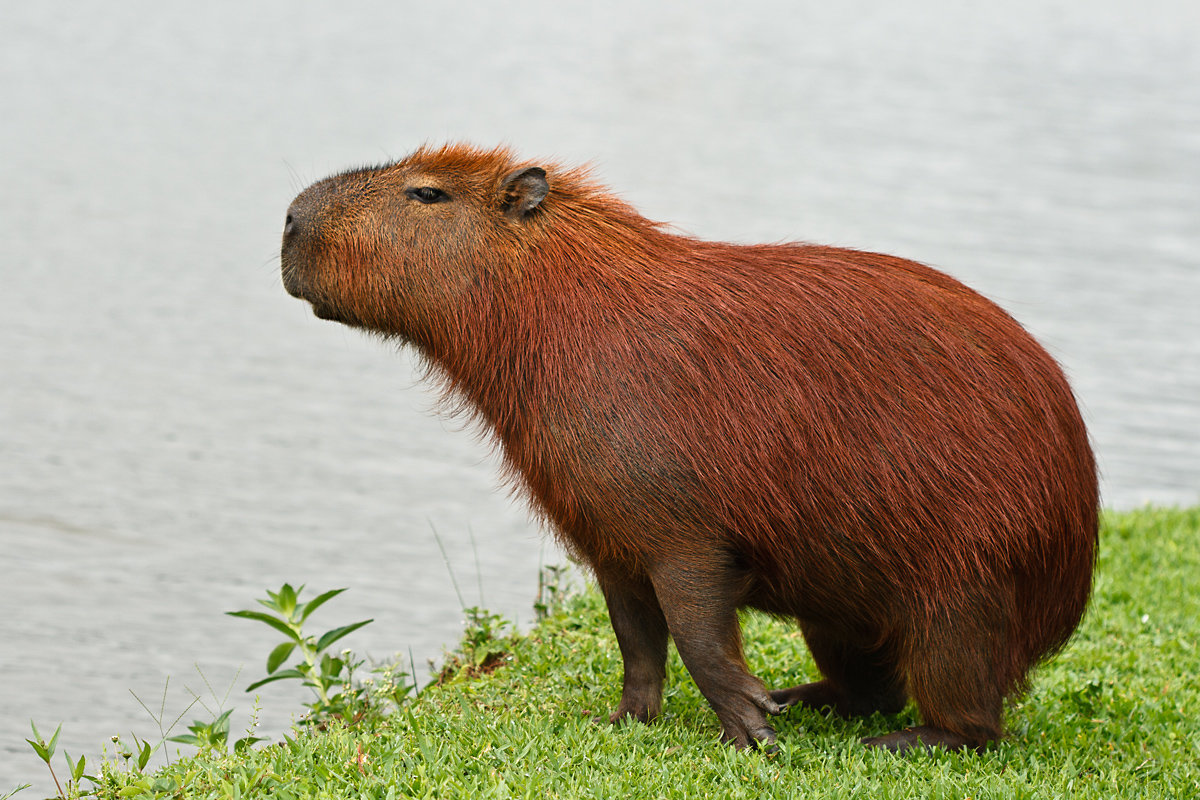 What States Are Capybaras Legal In